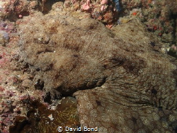 Picture of the camouflaged head of a wobbegong shak by David Bond 